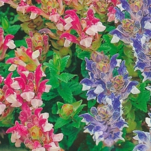 Шлемник Драгоценная россыпь альпийский