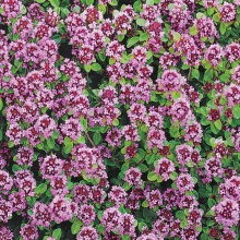 Тимьян Пурпурно-фиолетовый