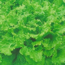 Салат Лифли