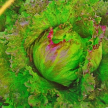 Салат Гном (мини)