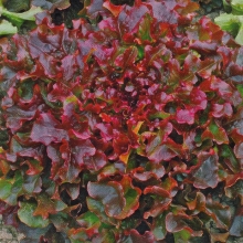 Салат Жар птица (листовой)