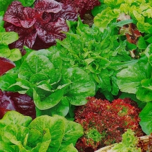 Бэби салат Морские камушки смесь