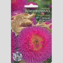 Астра Хризантелла Сердце Дракона