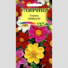 Георгина Пикколо смесь