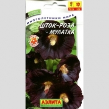 Шток-роза Мулатка