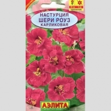 Настурция Шери Роуз
