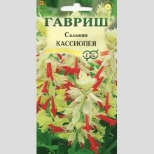 Сальвия Кассиопея