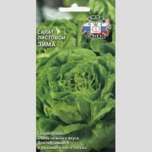 Салат Зима (листовой)
