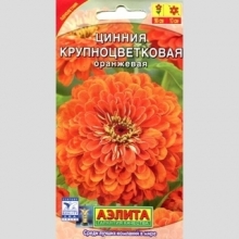 Цинния Крупноцветковая оранжевая
