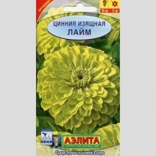 Цинния Лайм изящная