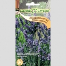 Лаванда Вознесенская 34 узколистная