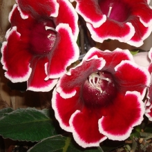 Глоксиния Импресс Ред Пикоти