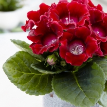 Глоксиния Импресс Ред