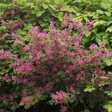 Индигофера Роузи (ложнокрасильная)