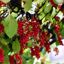 Лимонник Китайский