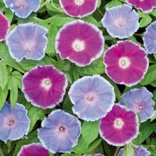 Ипомея Райские звезды смесь