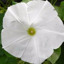 Ипомея Беляночка