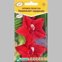 Ипомея Кардинал перистая квамоклит
