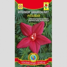 Ипомея Розовая квамоклит