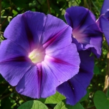 Ипомея Леди в фиолетовом