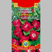 Ипомея Серенада (махровая)