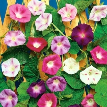 Ипомея Самба смесь