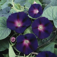 Ипомея Цыганочка