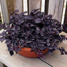 Ирезине Пурпл леди