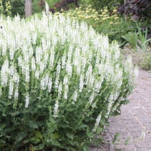 Иссоп Белый лекарственный