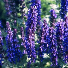 Иссоп Отрадный Семко