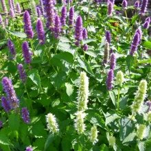 Иссоп Эликсир молодости