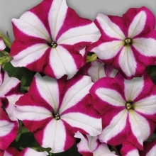 Петуния Изи Вейв F1 Бургунди Стар (Семена Профи)