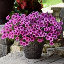 Петуния Изи Вейв F1 Роуз Фьюжн