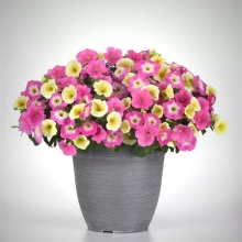 Петуния Е3 Изи Вейв Свит Таффи Микс (Семена Профи)