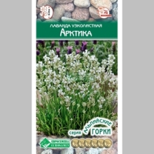 Лаванда Арктика (узколистная)
