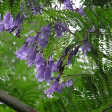 Жакаранда Магдалена (мимозолистная)