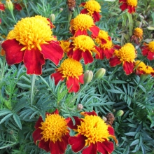 Бархатцы Жёлтая головка