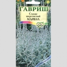 Чистец Марвэл византийский (стахис)