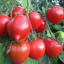 Томат Юбилейный Тарасенко