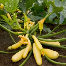 Кабачок Цыпленок F1