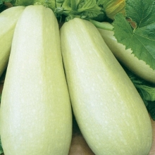 Кабачок Воронежский кустовой (большой пакет)