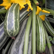 Кабачок Египетская Сила
