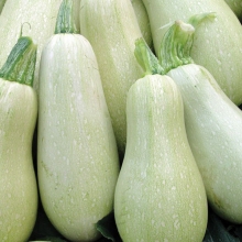 Кабачок Грибовские 37