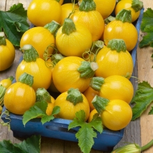 Кабачок Солнечный мячик F1