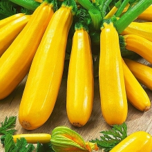 Кабачок Желтоплодный