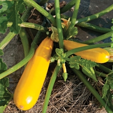 Кабачок Йеллоуфин F1 (Enza Zaden)