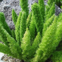 Аспарагус Мейера (Спаржа)