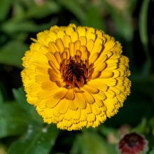 Календула Буллз ай