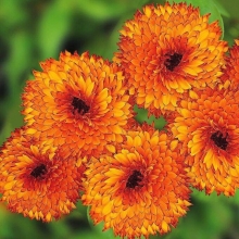 Календула Чио-Чио-сан