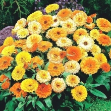 Календула Пигми смесь
